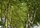 La météo du jeudi 17 juillet 2025 à Montpellier et ses environs – Ouest-France