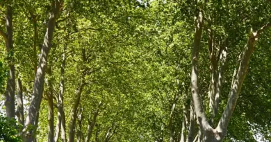 La météo du jeudi 17 juillet 2025 à Montpellier et ses environs – Ouest-France