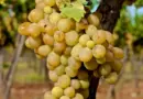 Vins