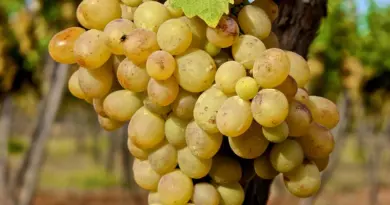 Vins