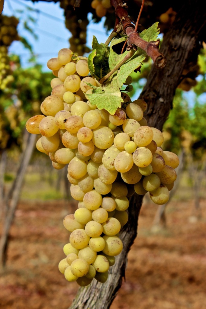Vins
